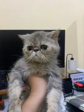 Kucing persia peaknose betina
