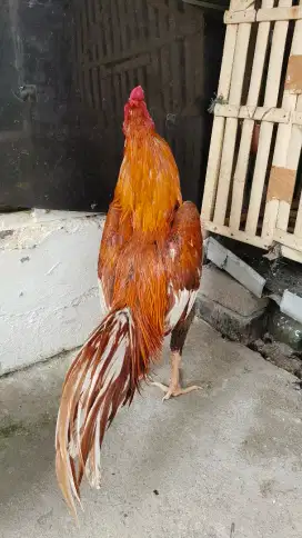 Jual ayam bangkok