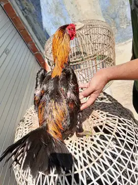 Ayam laga 2D(khoytradngon x pakhoy) RJF