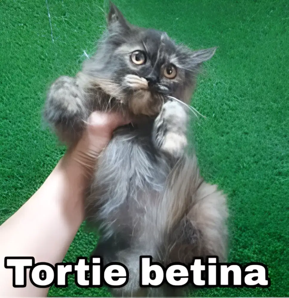 Menjual berbagai jenis kucing