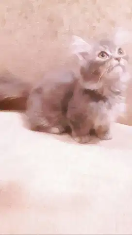 Jual Anak Kucing Munchkin Napoleon Cebol Lucu Manja & Menggemaskan !!