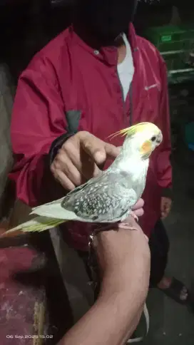 Burung falk Australi jinak