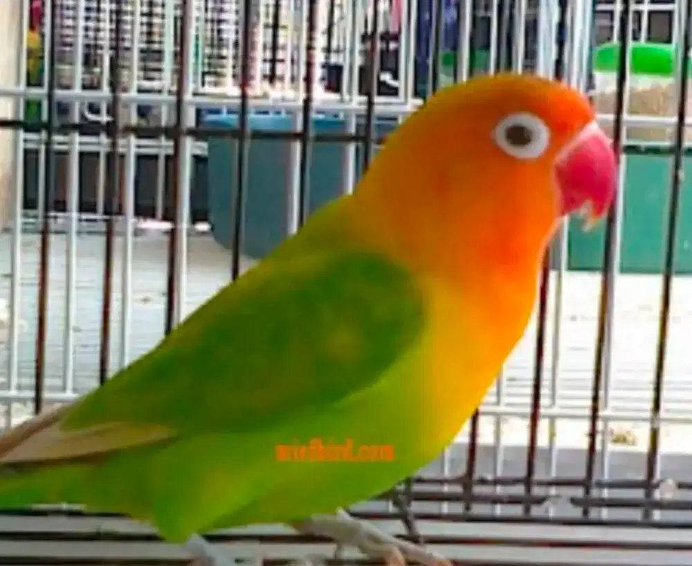 Burung Lovebird