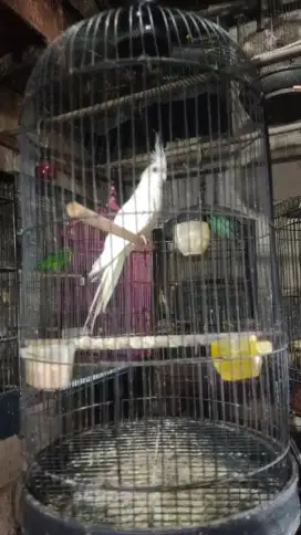 Burung falk Australi albino