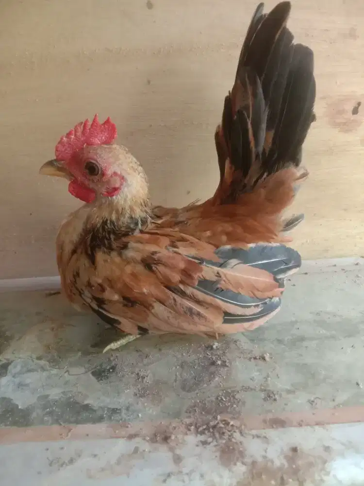 Ayam Serama cantik
