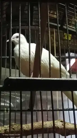 Burung tekukur albino