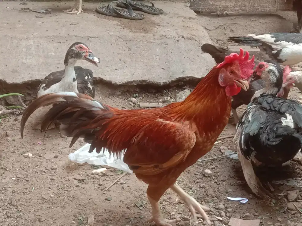 Ayam kampung campur siam