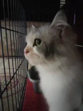 Lepas adopsi kucing Persia medium longhair betina  usia 6 bulan