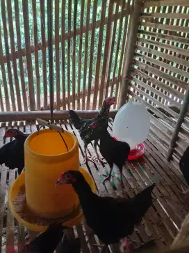 Ayam kampung muda