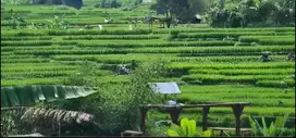 Jual Kavling Strategis view Hamparan Sawah/Bukit di Tanjungsari Bogor