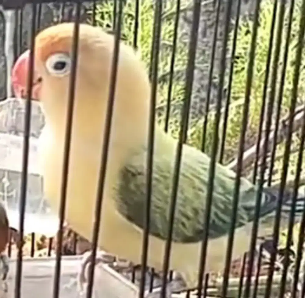 Burung Lovebird Bio PB Ewing dewasa