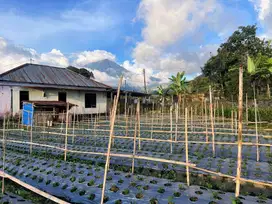 Tanah View Cantik Gunung Lawu Karanganyar