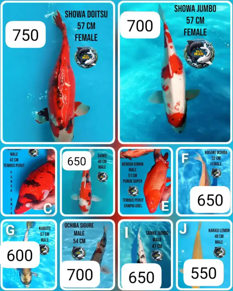 Ikan koi berbagai jenis
