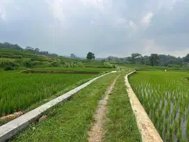 Tanah Subur Murah 75Jt 911m2 Dekat Pasar Batujamus