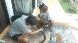 Salon hewan keliling