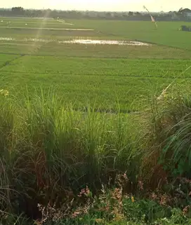 Djual Tanah Kavling Industri Pinggir Jln Utama Arteri Kaliwungu Kendal
