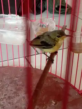 Burung ko nin trotolan Rajin bunyi masteran murai