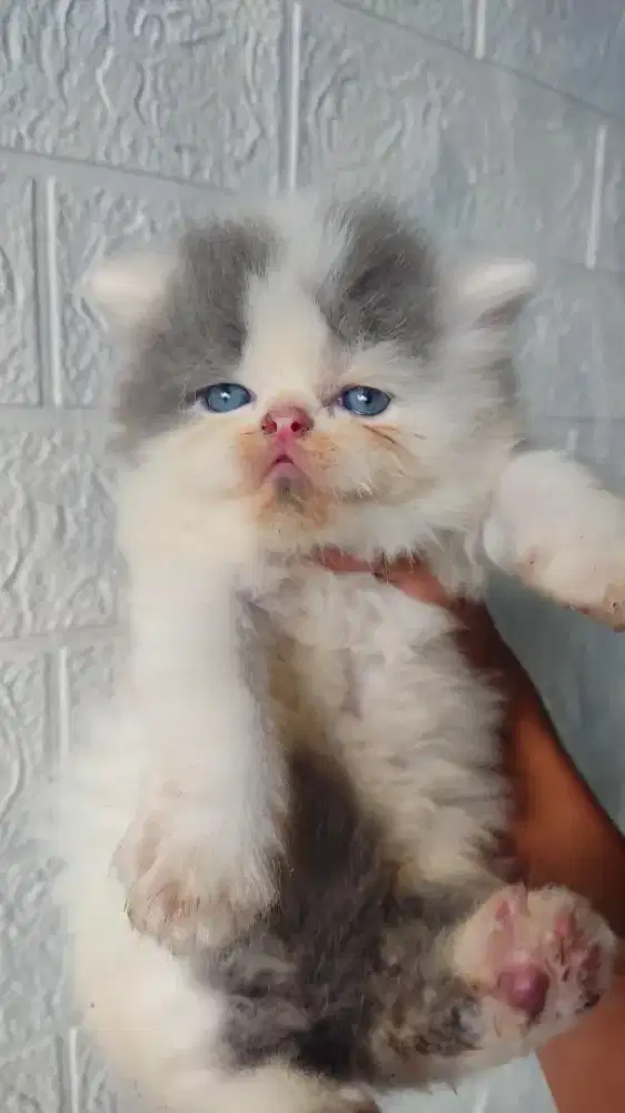 Kitten Jantan Persia Peaknose