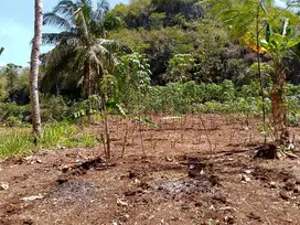 Tanah datar SHM cocok buat perkebunan di Tepus