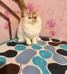 Kucing Peaknose Jantan LH Good Anatomy