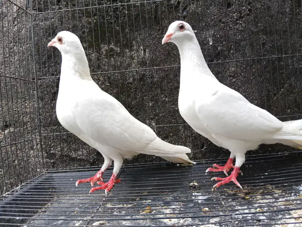 Merpati Pos Putih