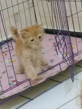 Kucing Persia mix