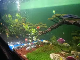 Aquarium aquascape air tawar