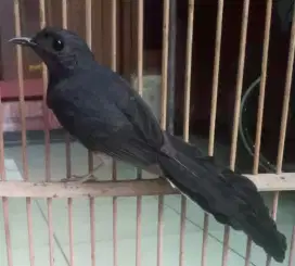 Murai batu betina ekor panjang