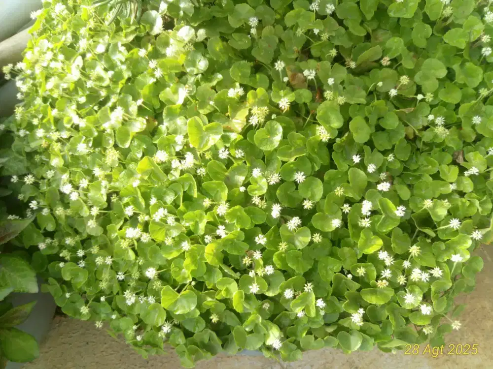 Antanan herbal segar petik kebun 10 gram