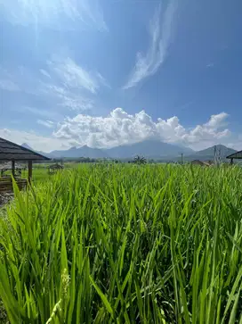 TANAH KAVLING DIKELILINGI GUNUNG
