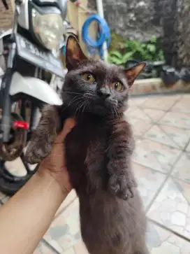 Jual Kucing Munchkin Hitam Jantan
