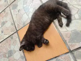 Jual Kucing Munchkin Hitam Jantan