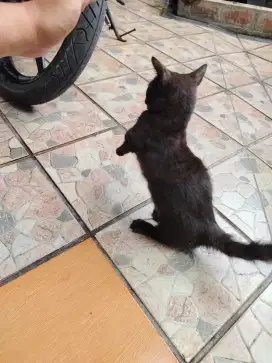 Jual Kucing Munchkin Hitam Jantan