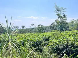 Tanah Strategis 3512m² View Hamparan Kebun Teh