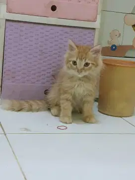 Kucing Persia mix