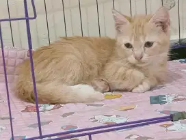 Kucing Persia mixdom