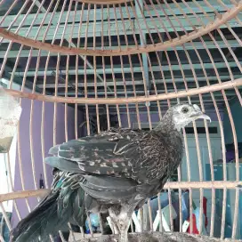 Ayam hutan hijau