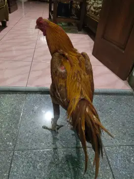 Ayam Bangkok Magon