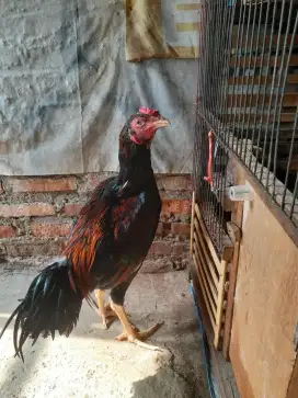 Ayam Bangkok Super