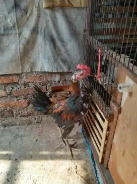 Ayam Bangkok Wilah