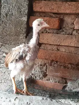 Ayam Bangkok Jantan