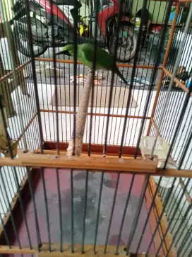 Murai jawa timur