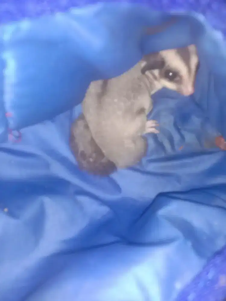 Sugar glider betina