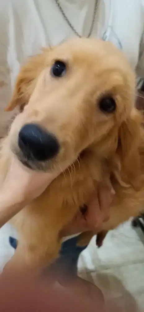 Anak Puppy Anjing Golden Retriever Big Bone Stambum Chip Sepasang 4bln