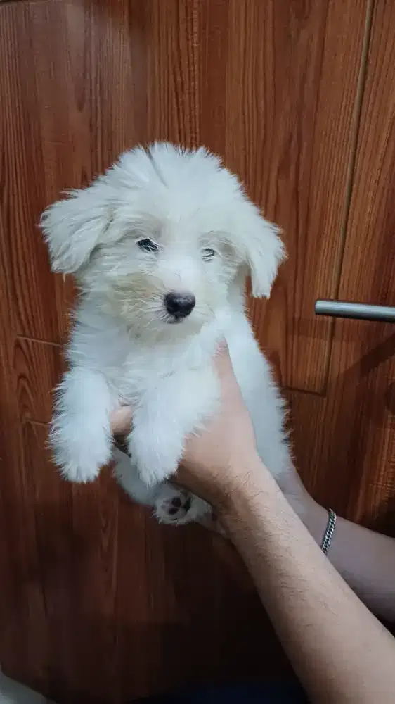 Anjing Pom mix Shi Tzu