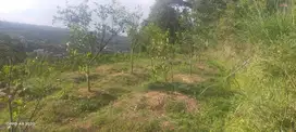 dijual rugi 250rb per m², Kebun Jeruk di Dau dekat pwec