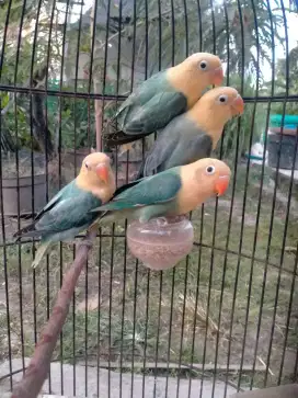 Lovebird biola pb