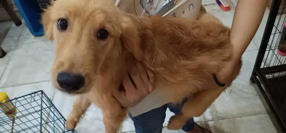 Anak Anjing Puppy Golden Retriever Stambum Surat Jantan Betina Sehat