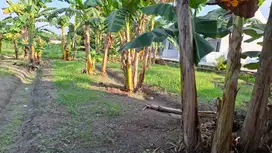 Tanah murah dekat Universitas Islam Riau Kota Pekanbaru