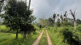 Tanah di ketinggian 800 MDPL di kawasan jatiluwih tabanan bali